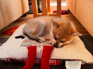 4 planes and 15 hours of travel. All worth it got our new puppy.