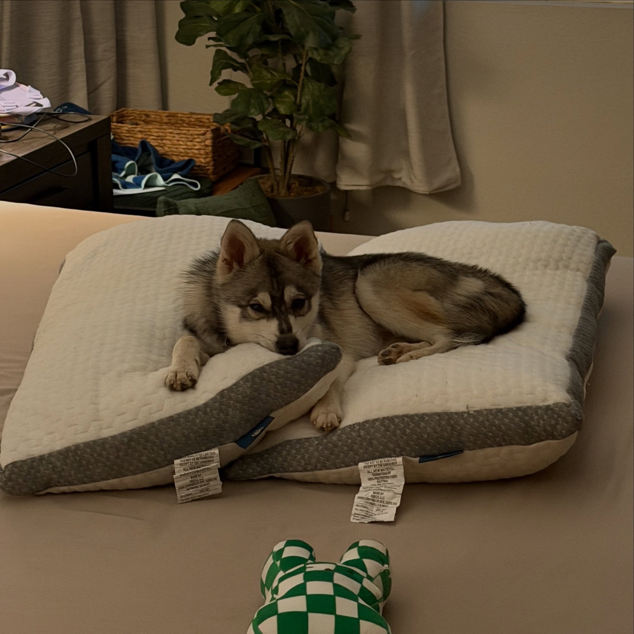 Kodi!!!